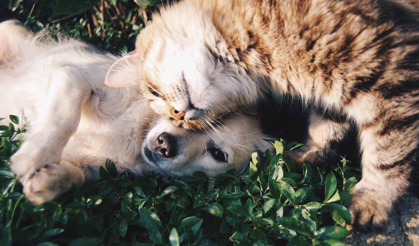 寄り添って眠る犬と猫