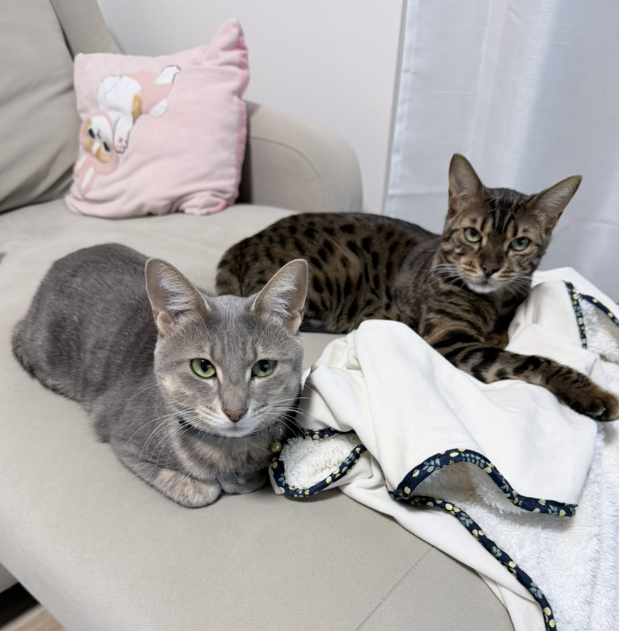 代表の愛猫たち